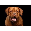Urne funeraire animaux Urne funeraire animaux