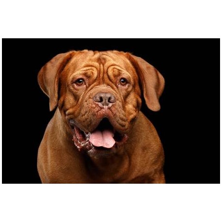 Urne funeraire animaux homme rouge