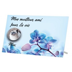 Plaque Funéraire Animaux